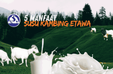5 Manfaat Susu Kambing Etawa