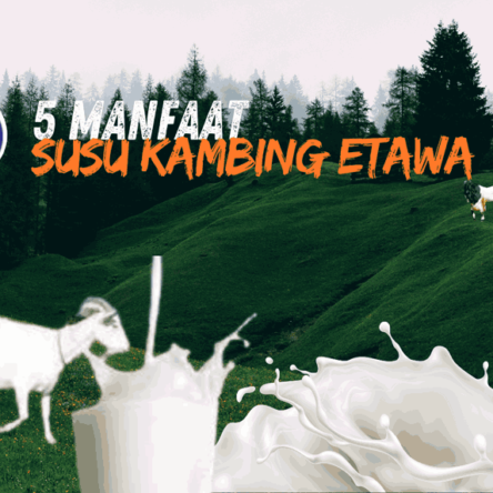 5 Manfaat Susu Kambing Etawa